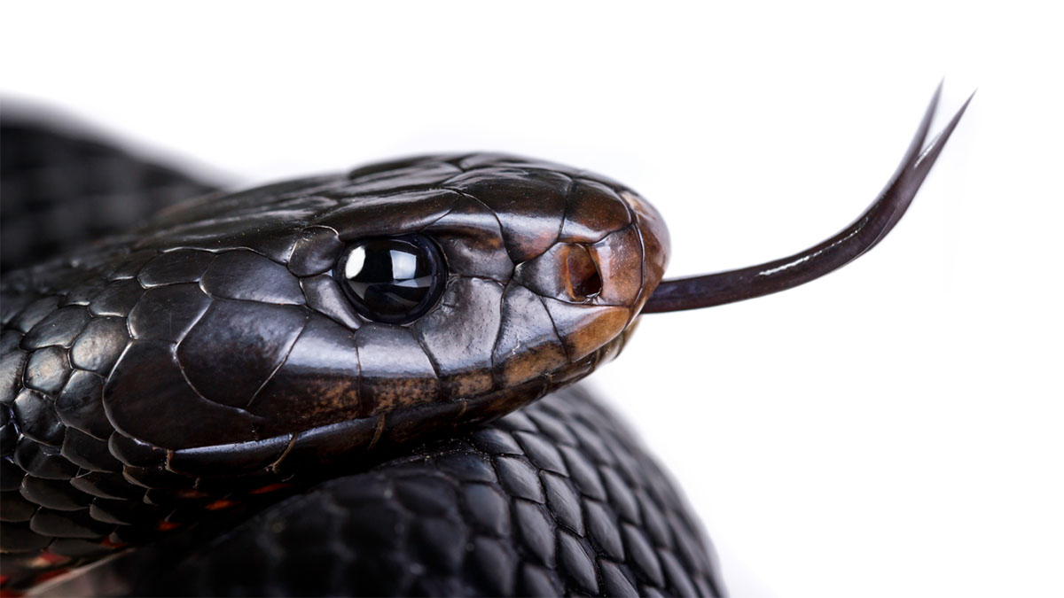 Snake is Russia’s Most Sophisticated Cyberespionage Tool - Certrec