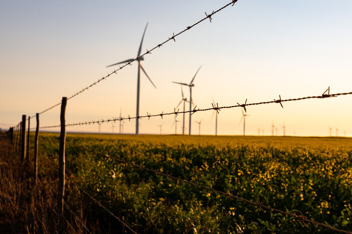 Wind turbines spread across a rural field at sunset with a barbed wire fence in the foreground and yellow flowering plants covering the landscape, highlighting renewable energy in a countryside setting.