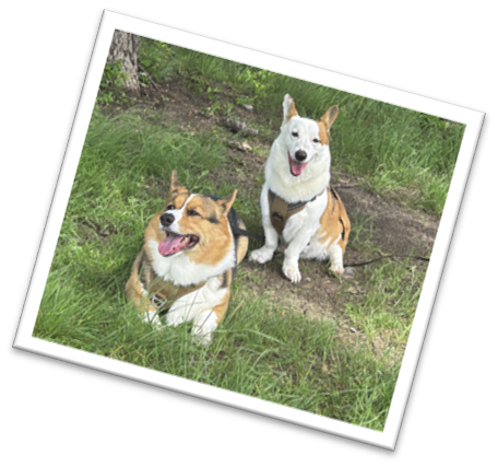 Do you have pets Tell us about them