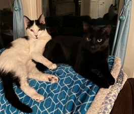 pet 2