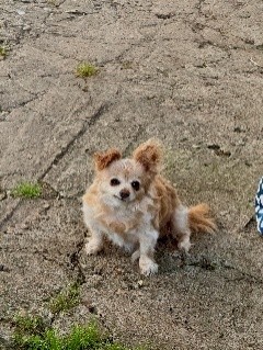 Kevin Castros dog